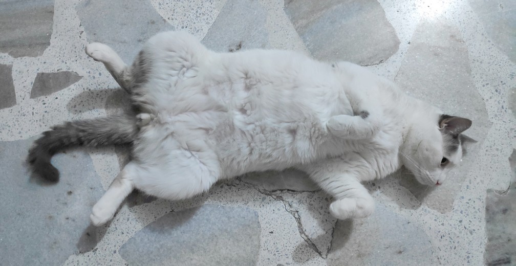 Chat blanc allongé sur le dos
