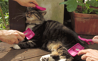 Gif animé d'un chat se faisant brosser par 4 brosses en même temps