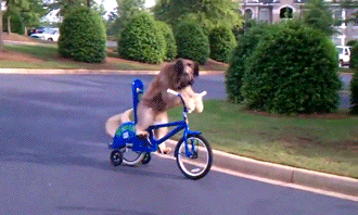 Gif animé d'un chien qui roule en vélo