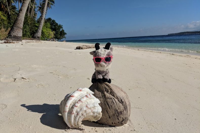 Biquette posée sur une noix de coco et un coquillage sur la plage
